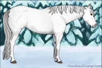 Horse Color:Gray White Spotted Smoky Black Appaloosa 