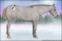 Horse Color:Liver Chestnut Appaloosa 