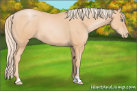 Horse Color:Chocolate Palomino Pearl 