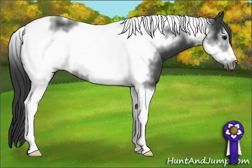 Horse Color: Brown Tobiano Frame 