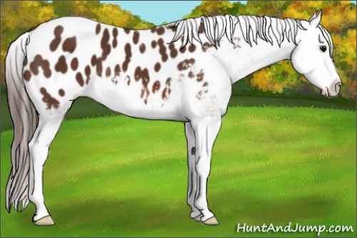 Horse Color: Bay Splash Blanket 
