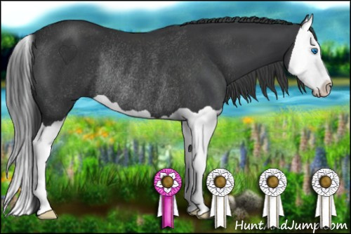 Horse Color: Black Splash Rabicano 
