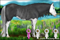 Horse Color:Black Splash Rabicano 