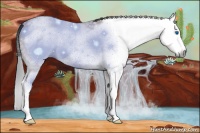 Horse Color:Gray Liver Red Dun Splash Frame 