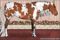 Horse Color:White Spotted Silver Bay 