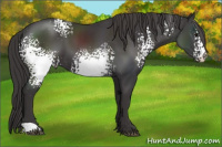 Horse Color:White Spotted Buckskin