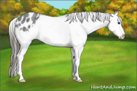 Horse Color:Blue Roan Splash Appaloosa 