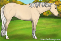 Horse Color:Silver Buckskin Dun