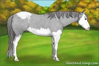 Horse Color:Blue Roan Splash Snowcap 