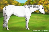 Horse Color:Black Near Fewspot Rabicano 