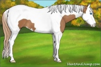 Horse Color:Chestnut Splash Tobiano 