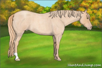 Horse Color:Gold Champagne Roan 