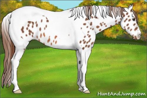 Horse Color: Liver Chestnut Tobiano Near Leopard 