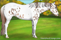 Horse Color:Liver Chestnut Tobiano Near Leopard 