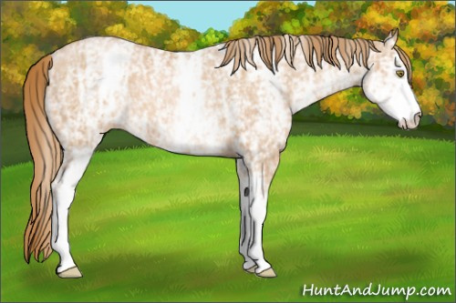 Horse Color: White Spotted Chestnut Ice Pearl 