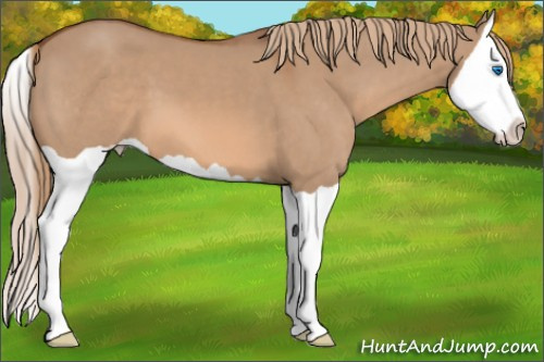 Horse Color: Red Dun Splash 