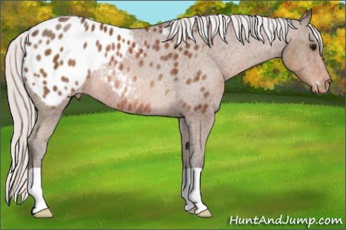 Horse Color: Silver Bay Blanket Rabicano 