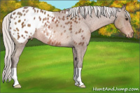 Horse Color:Silver Bay Appaloosa Rabicano