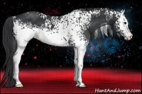 Horse Color:White Spotted Black 