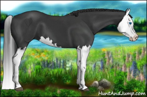 Horse Color: Black Splash 