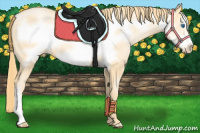 Horse Color:Buckskin Pearl Frame 