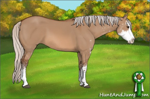 Horse Color: Unknown 