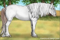 Horse Color:Bay Dun Frame Varnish 