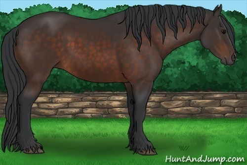 Horse Color: Bay 