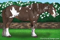 Horse Color:White Spotted Liver Chestnut Splash 