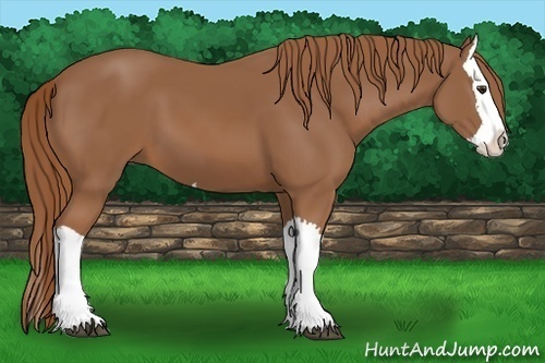 Horse Color: Chestnut Splash 