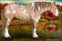 Horse Color:White Spotted Bay Pearl Splash