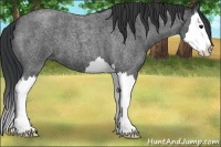 Horse Color:Blue Roan Splash 