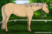 Horse Color:Palomino Dun