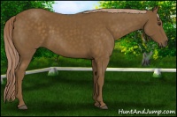 Horse Color:Chocolate Palomino 