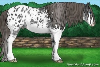 Horse Color:Black Splash Appaloosa