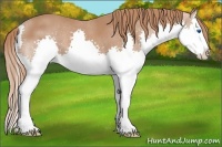Horse Color:Chestnut Splash 