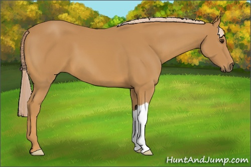 Horse Color: Palomino 