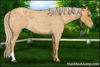 Horse Color:Palomino Roan 
