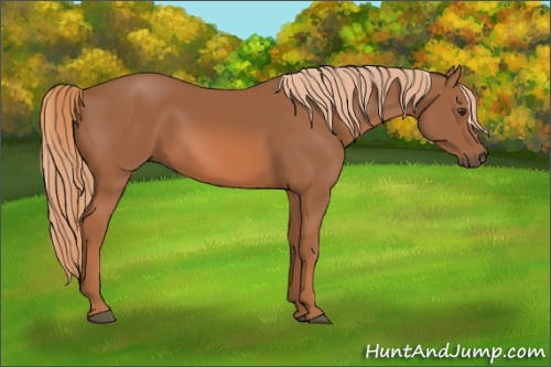 Horse Color: Unknown 
