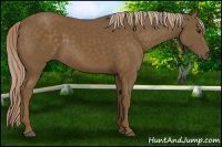 Horse Color:Chocolate Palomino 