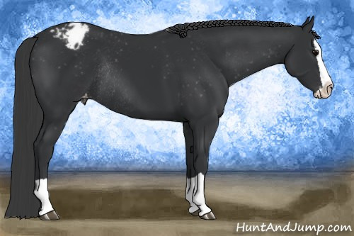 Horse Color: Black Splash Blanket Rabicano 