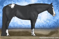 Horse Color:Black Splash Appaloosa Rabicano 
