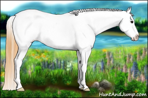 Horse Color:White Spotted Smoky Grullo Tobiano Appaloosa 