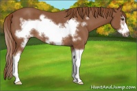 Horse Color:Chestnut Sabino Splash Frame Rabicano 