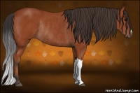 Horse Color:Bay Rabicano 