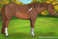 Horse Color:Chestnut Tobiano 