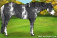 Horse Color:White Spotted Black