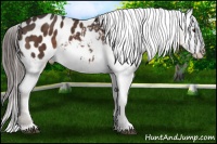 Horse Color:Liver Chestnut Blanket Rabicano 