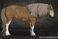 Horse Color:Chocolate Palomino Sabino 