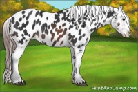 Horse Color:Brown Near Leopard Rabicano 
